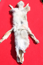 Load image into Gallery viewer, N. Idaho Female Coyote w/ feet and claws COY1015