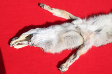 Load image into Gallery viewer, N. Idaho Female Coyote w/ feet and claws COY1015