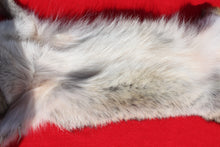 Load image into Gallery viewer, N. Idaho Female Coyote w/ feet and claws COY1015