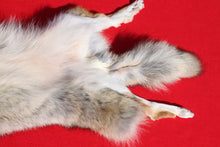 Load image into Gallery viewer, N. Idaho Female Coyote w/ feet and claws COY1015