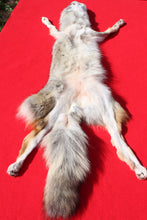 Load image into Gallery viewer, N. Idaho Female Coyote w/ feet and claws COY1015