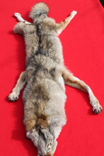 Load image into Gallery viewer, North Idaho Female Coyote w/ feet & claws COY1003