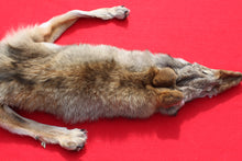 Load image into Gallery viewer, North Idaho Female Coyote w/ feet & claws COY1003