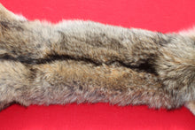 Load image into Gallery viewer, North Idaho Female Coyote w/ feet & claws COY1003