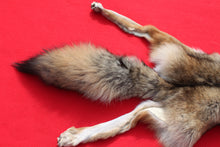 Load image into Gallery viewer, North Idaho Female Coyote w/ feet & claws COY1003