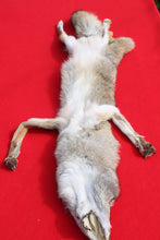 Load image into Gallery viewer, North Idaho Female Coyote w/ feet & claws COY1003