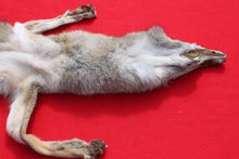 Load image into Gallery viewer, North Idaho Female Coyote w/ feet & claws COY1003