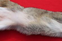 Load image into Gallery viewer, North Idaho Female Coyote w/ feet & claws COY1003