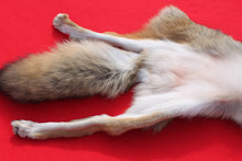 Load image into Gallery viewer, North Idaho Female Coyote w/ feet & claws COY1003