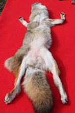 Load image into Gallery viewer, North Idaho Female Coyote w/ feet & claws COY1003