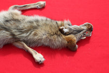 Load image into Gallery viewer, North Idaho Female Coyote w/ feet & claws COY1002