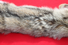 Load image into Gallery viewer, North Idaho Female Coyote w/ feet & claws COY1002