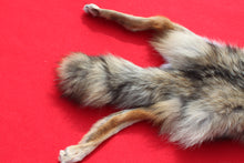 Load image into Gallery viewer, North Idaho Female Coyote w/ feet & claws COY1002