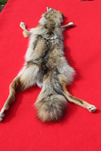 Load image into Gallery viewer, North Idaho Female Coyote w/ feet & claws COY1002