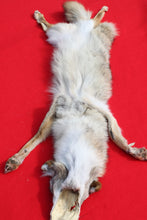 Load image into Gallery viewer, North Idaho Female Coyote w/ feet & claws COY1002