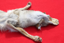 Load image into Gallery viewer, North Idaho Female Coyote w/ feet & claws COY1002