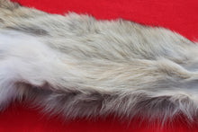 Load image into Gallery viewer, North Idaho Female Coyote w/ feet & claws COY1002