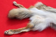 Load image into Gallery viewer, North Idaho Female Coyote w/ feet & claws COY1002