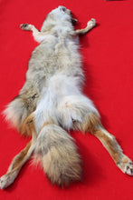 Load image into Gallery viewer, North Idaho Female Coyote w/ feet & claws COY1002