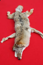 Load image into Gallery viewer, North Idaho Female Coyote COY1010