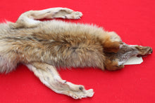 Load image into Gallery viewer, North Idaho Female Coyote COY1010