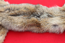 Load image into Gallery viewer, North Idaho Female Coyote COY1010