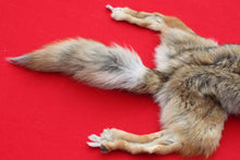 Load image into Gallery viewer, North Idaho Female Coyote COY1010