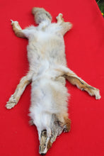 Load image into Gallery viewer, North Idaho Female Coyote COY1010