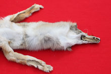 Load image into Gallery viewer, North Idaho Female Coyote COY1010