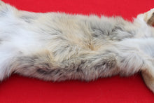 Load image into Gallery viewer, North Idaho Female Coyote COY1010