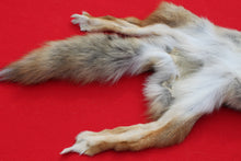 Load image into Gallery viewer, North Idaho Female Coyote COY1010