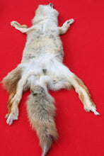 Load image into Gallery viewer, North Idaho Female Coyote COY1010