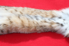 Load image into Gallery viewer, TAXIDERMYY QUALITY TANNED N> IDAHO FEMALE BOBCAT # (DA- 2025 o1 )