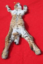 Load image into Gallery viewer, TAXIDERMYY QUALITY TANNED N> IDAHO FEMALE BOBCAT # (DA- 2025 o1 )