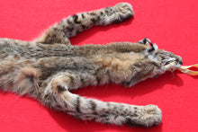 Load image into Gallery viewer, TAXIDERMY QUALITY TANNED N, IDAHO XXXTRA LARGE MALE BOBCAT # (2023-06 )