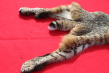 Load image into Gallery viewer, TAXIDERMY QUALITY TANNED N, IDAHO XXXTRA LARGE MALE BOBCAT # (2023-06 )