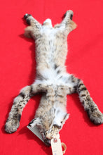 Load image into Gallery viewer, TAXIDERMY QUALITY TANNED N, IDAHO XXXTRA LARGE MALE BOBCAT # (2023-06 )