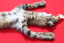 Load image into Gallery viewer, TAXIDERMY QUALITY TANNED N, IDAHO XXXTRA LARGE MALE BOBCAT # (2023-06 )
