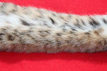 Load image into Gallery viewer, TAXIDERMY QUALITY TANNED N, IDAHO XXXTRA LARGE MALE BOBCAT # (2023-06 )