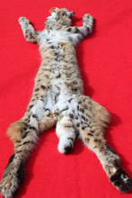 Load image into Gallery viewer, TAXIDERMY QUALITY TANNED N, IDAHO XXXTRA LARGE MALE BOBCAT # (2023-06 )