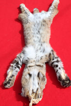Load image into Gallery viewer, TAXIDERMY QUALITY TANNED N. IDAHO MALE BOBCAT # (2023 - 08 )