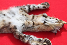 Load image into Gallery viewer, TAXIDERMY QUALITY TANNED N. IDAHO MALE BOBCAT # (2023 - 08 )