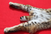 Load image into Gallery viewer, TAXIDERMY QUALITY TANNED N. IDAHO MALE BOBCAT # (2023 - 08 )