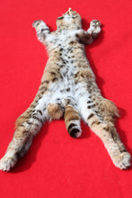 Load image into Gallery viewer, TAXIDERMY QUALITY TANNED N. IDAHO MALE BOBCAT # (2023 - 08 )
