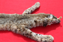 Load image into Gallery viewer, TAXIDERMY QUALITY TANNED N. IDAHO MALE BOBCAT # (2023 - 09 )