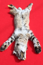 Load image into Gallery viewer, TAXIDERMY QUALITY TANNED N. IDAHO MALE BOBCAT # (2023 - 09 )
