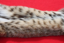 Load image into Gallery viewer, TAXIDERMY QUALITY TANNED N. IDAHO MALE BOBCAT # (2023 - 09 )