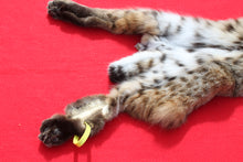 Load image into Gallery viewer, TAXIDERMY QUALITY TANNED N. IDAHO MALE BOBCAT # (2023 - 09 )
