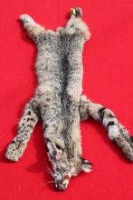 Load image into Gallery viewer, TAXIDERMY QUALITY N. IDAHO TOM BOBCAT # (2025--10 )
