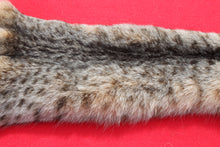 Load image into Gallery viewer, TAXIDERMY QUALITY N. IDAHO TOM BOBCAT # (2025--10 )